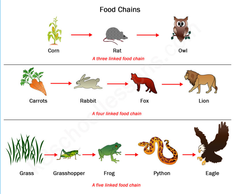 Food Chains - 4th Grade